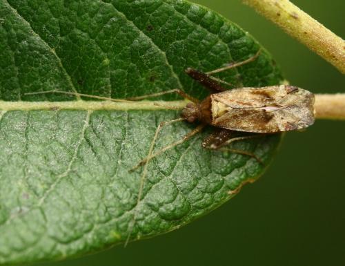 Réf. 286 923 : Phytocoris sp.